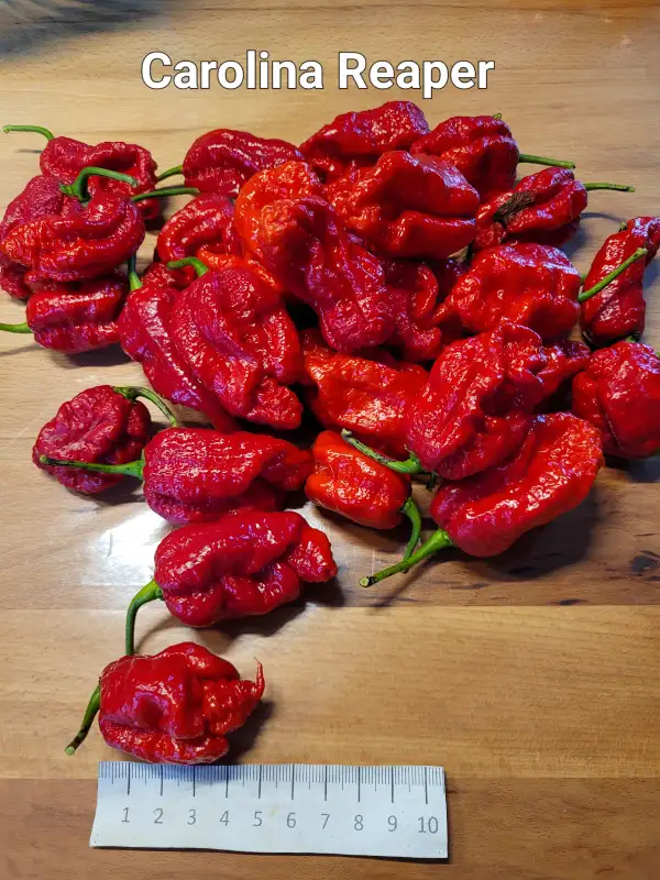 Chili / Paprika: Carolina Reaper rot	Schärfe:	10+++	Höhe:	75-90cm