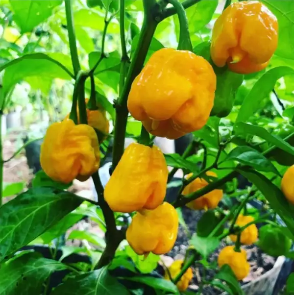 Chili / Paprika: Carolina Reaper Yellow