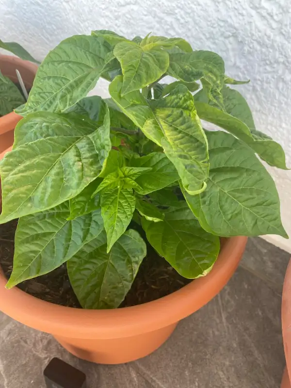 Chili / Paprika: Carolina Reaper Yellow
