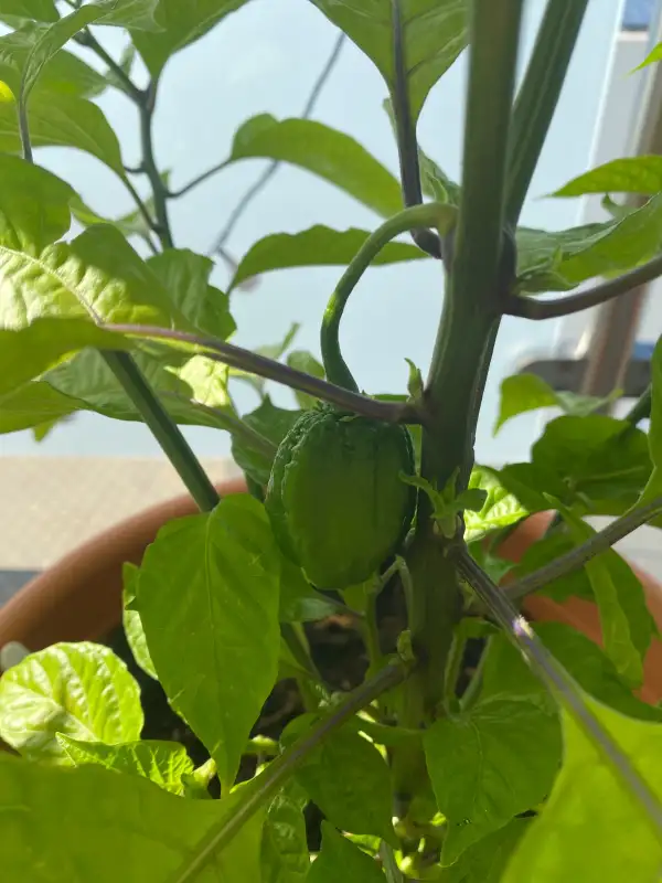 Chili: Carolina Reaper Yellow