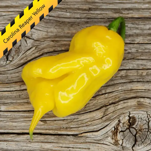 Chili: Carolina Reaper Yellow