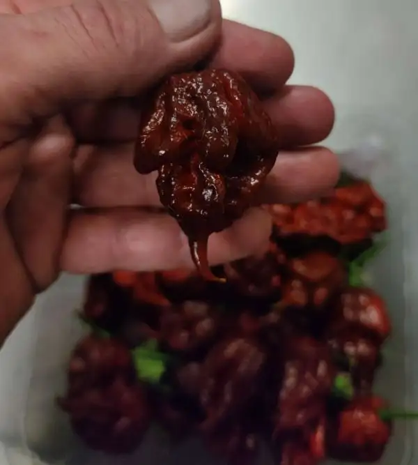 Chili / Paprika: Carolina Repaer Chocolate