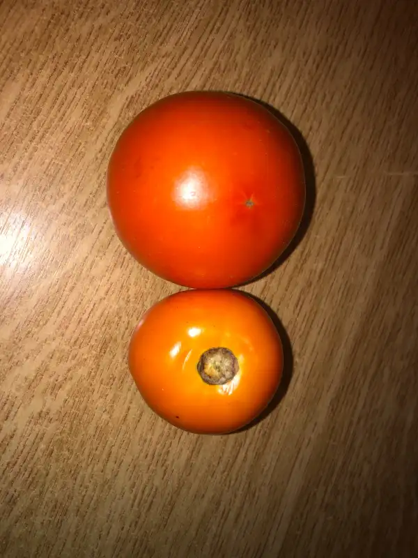 Tomaten: Carotina