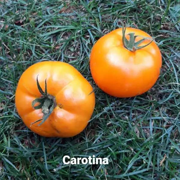 Tomaten: Carotina