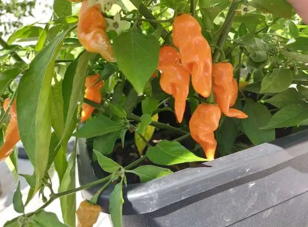 Chili / Paprika: Carrot Ghost