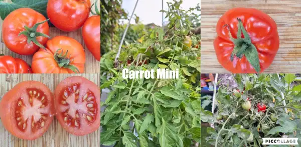 Tomaten: Carrot Mini - Zwergtomate