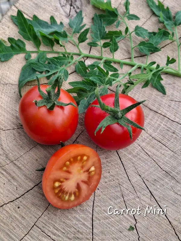 Tomaten: Carrot Mini (micro)