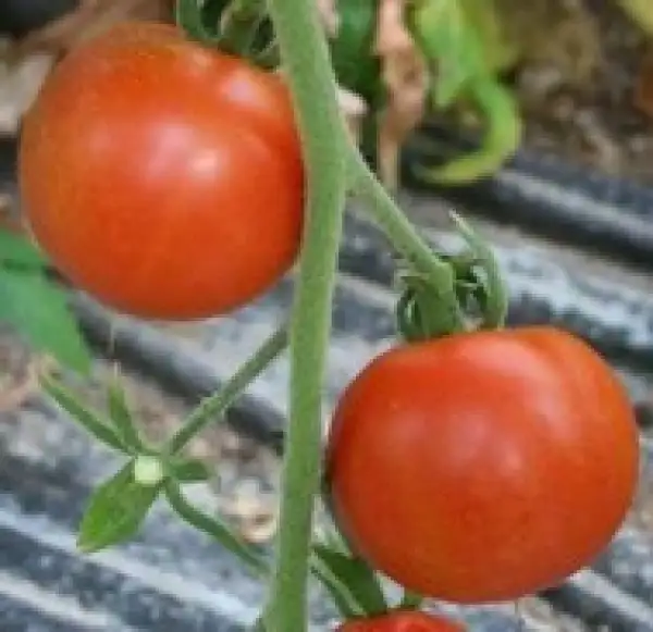 Tomaten: Carter