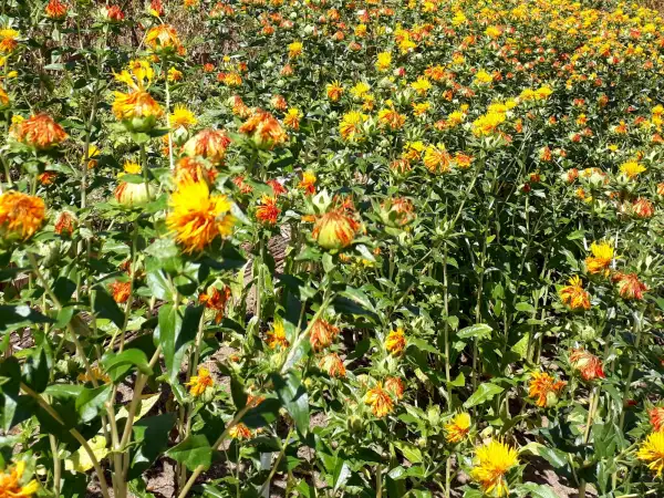 Blumen: Carthamus tinctorius ‣ Färberdistel ‣ Saflor ‣ Safflower ‣ Saffron Thistle