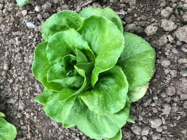 Salate: Carxofet de La Pobla de Lillet