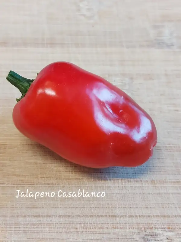 Chili / Paprika: Casablanco Jalapeno