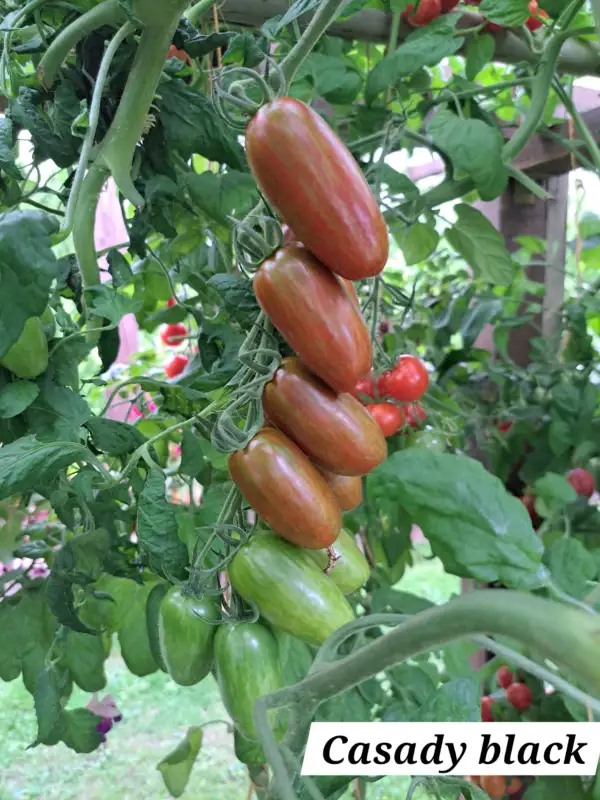 Tomaten: Casady black