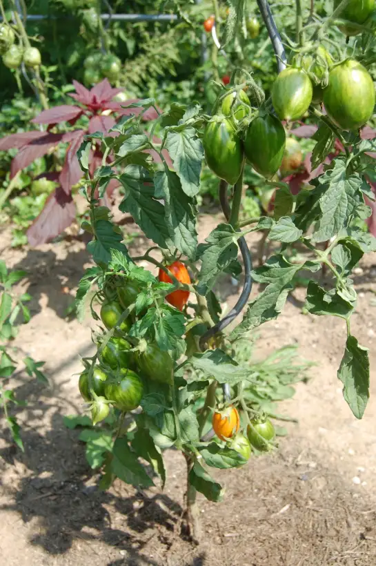 Tomaten: Casady