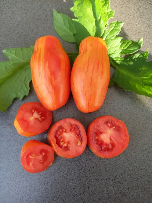 Tomaten: Casady