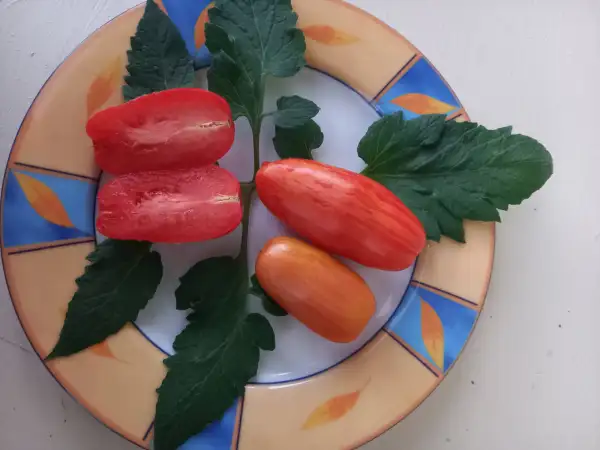 Tomaten: Casadys Folly