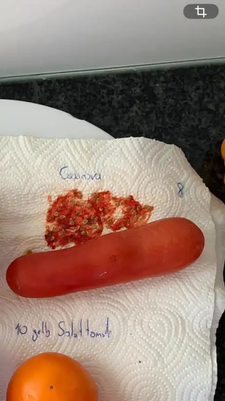 Tomaten: Casanova