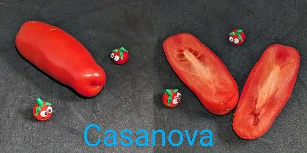 Tomaten: Casanova