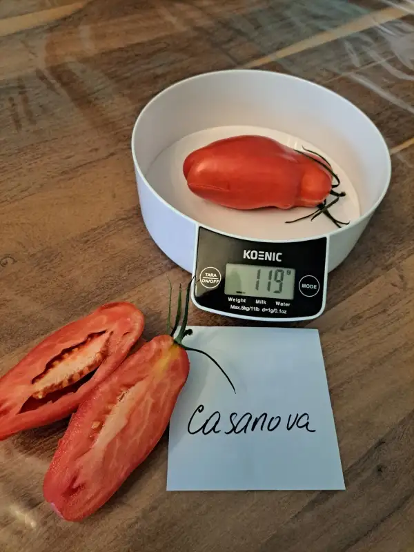 Tomaten: Casanova