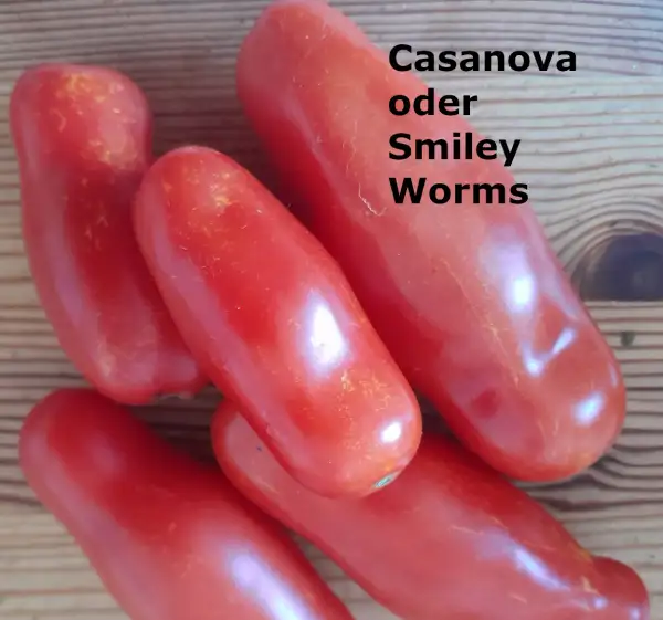 Tomaten: Casanova, auch Smiley Worms