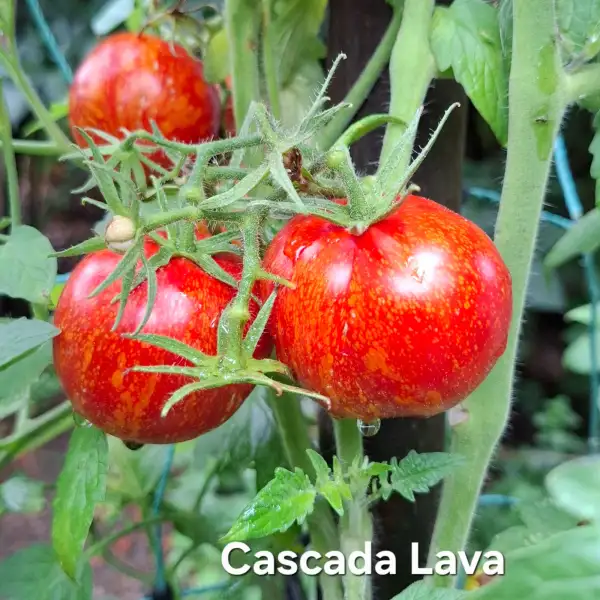 Tomaten: Cascada Lava