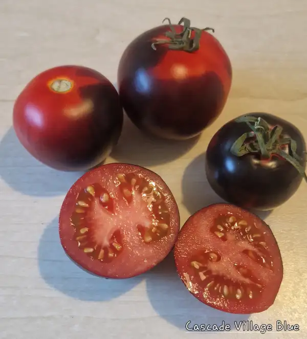 Tomaten: Cascade Village Blue
