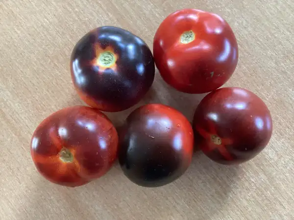 Tomaten: Cascade Village Blue