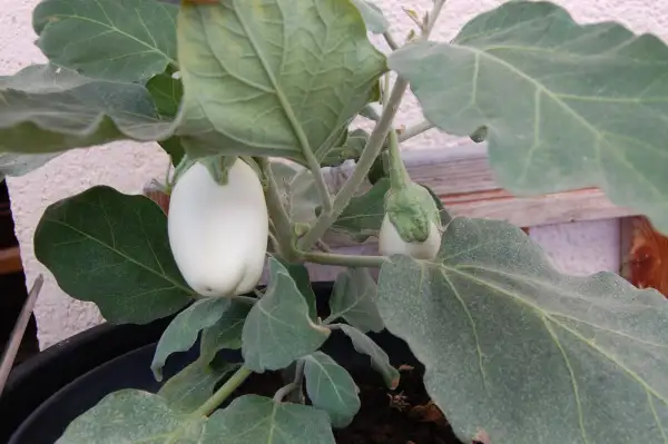 Auberginen: Casper Solanum melongena