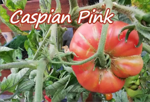 Tomaten: Caspian Pink