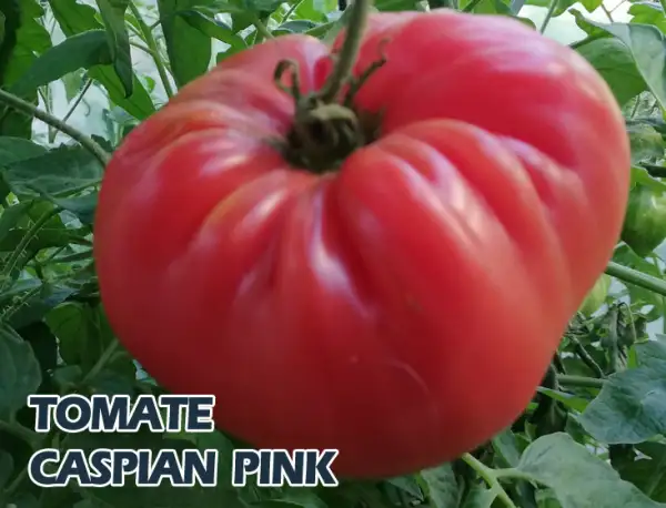 Tomaten: Caspian Pink