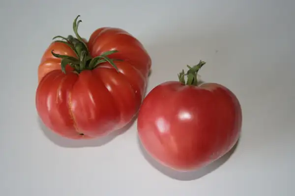 Tomaten: Caspian Pink