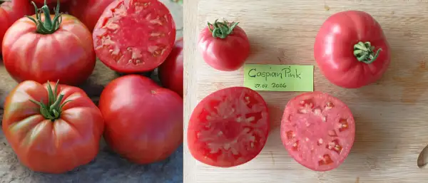 Tomaten: Caspian Pink