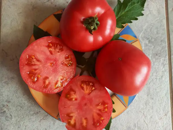 Tomaten: Caspian Pink