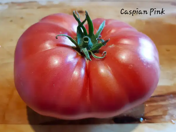 Tomaten: Caspian Pink