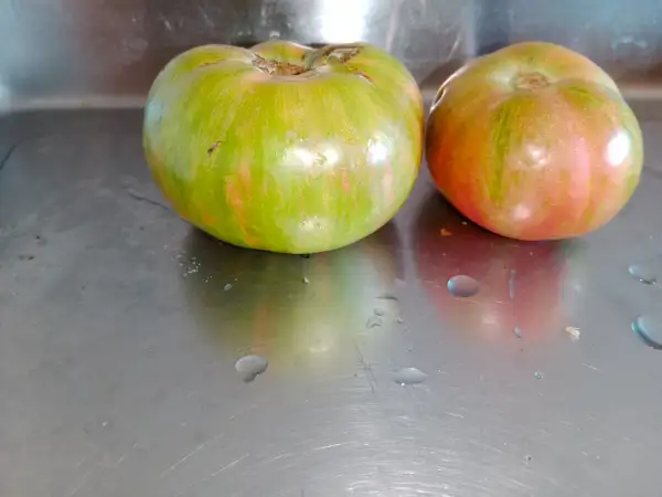 Tomaten: Cassio