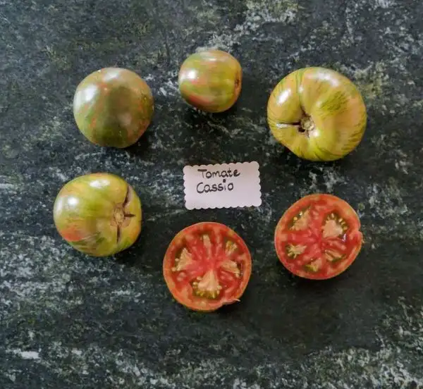 Tomaten: Cassio