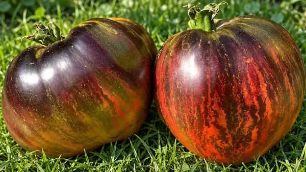 Tomaten: Castle Ghost
