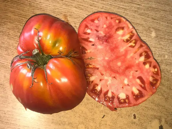 Tomaten: Catapano