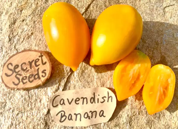Tomaten: Cavendish Banana