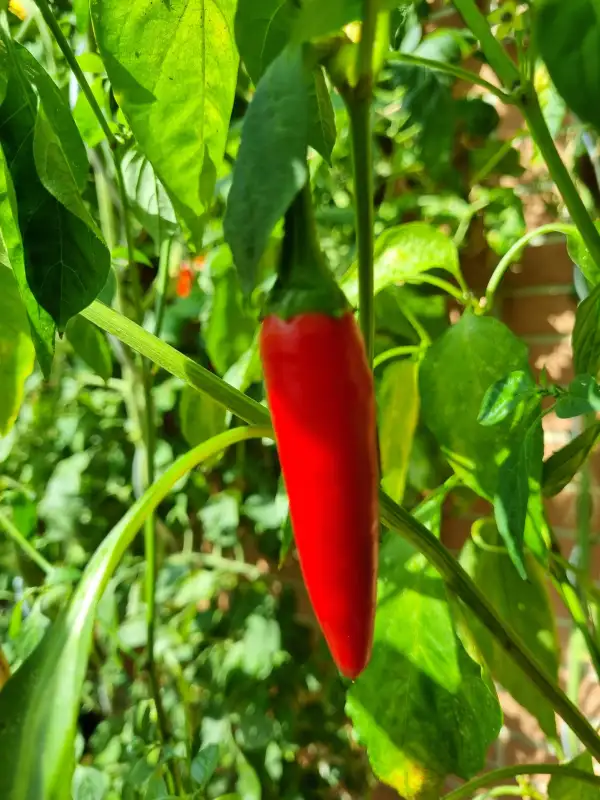 Chili / Paprika: Cayenne