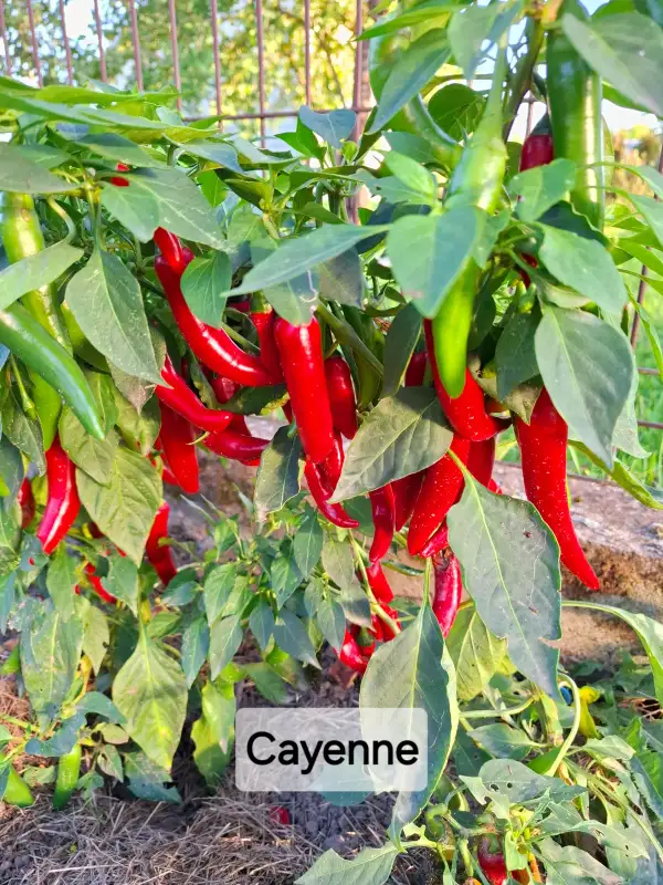 Chili / Paprika: Cayenne