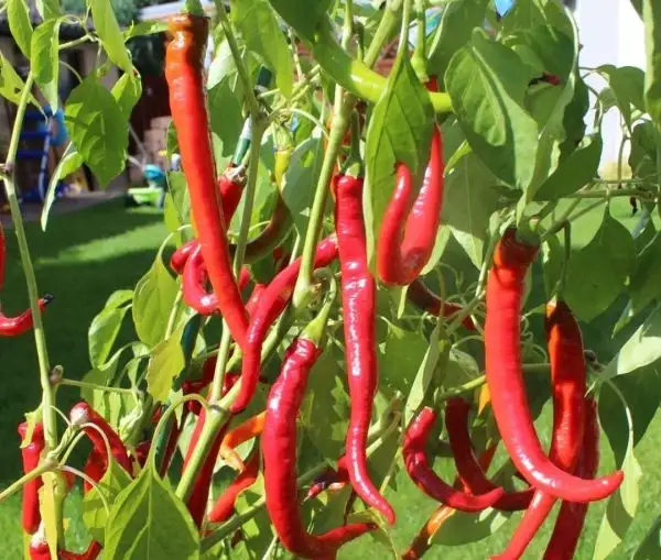 Chili / Paprika: Cayenne