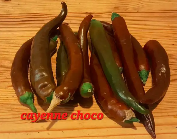 Chili / Paprika: Cayenne Choco, Chili