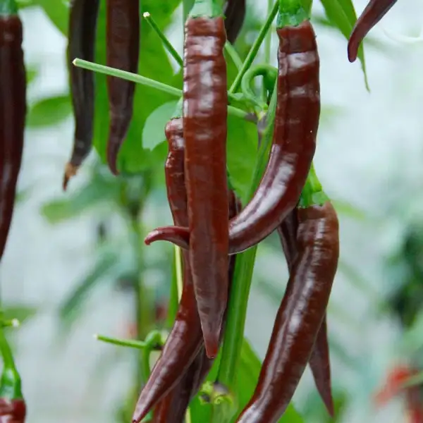 Chili: Cayenne Chocolate