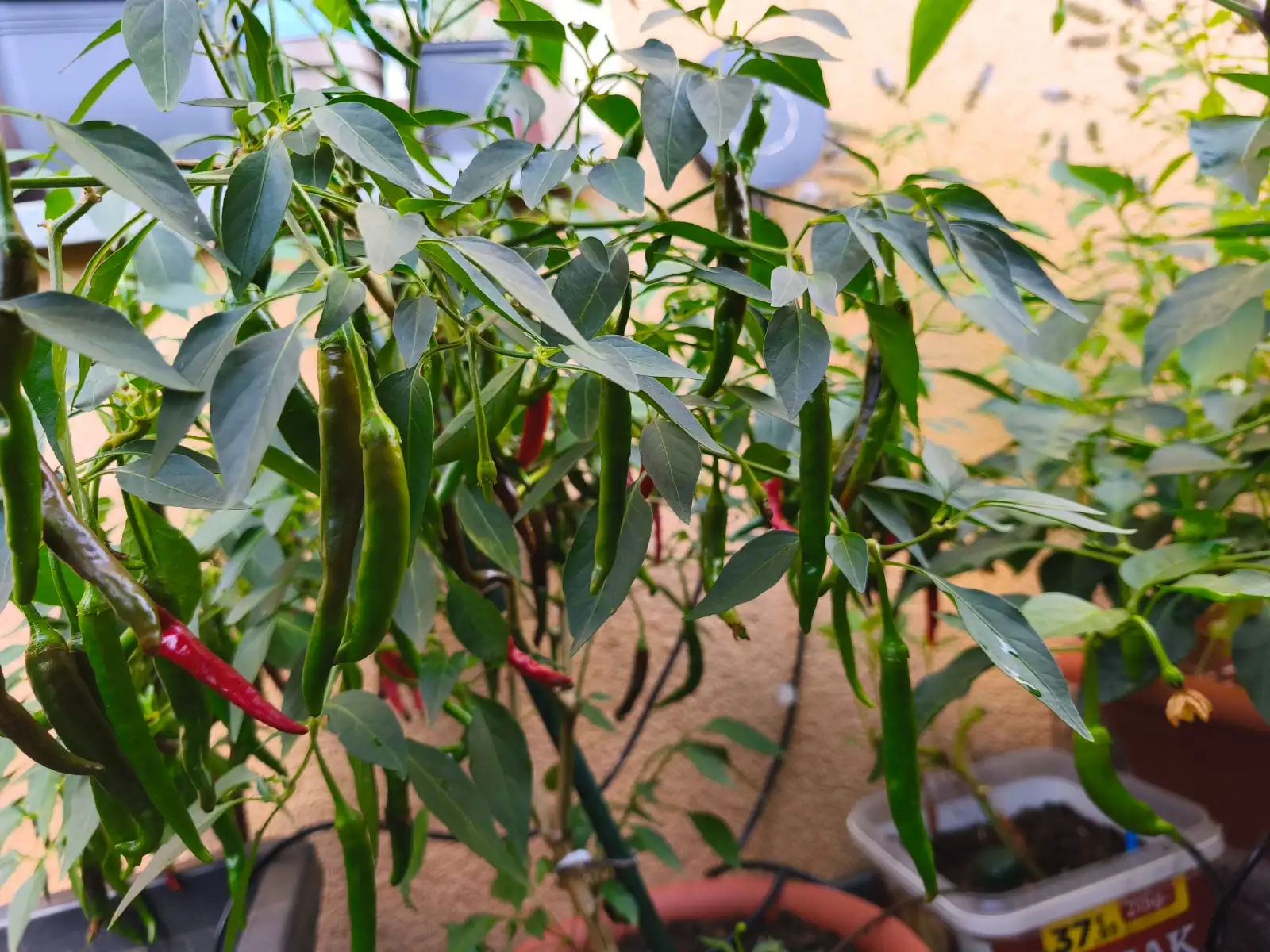 Chili / Paprika: Cayenne long slim