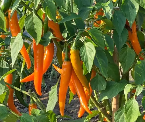 Chili: Cayenne Orange