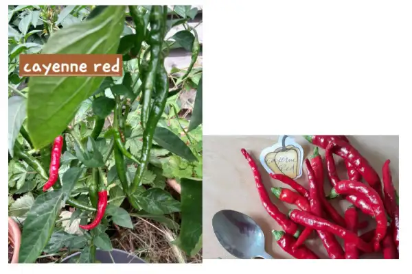 Chili: Cayenne Red