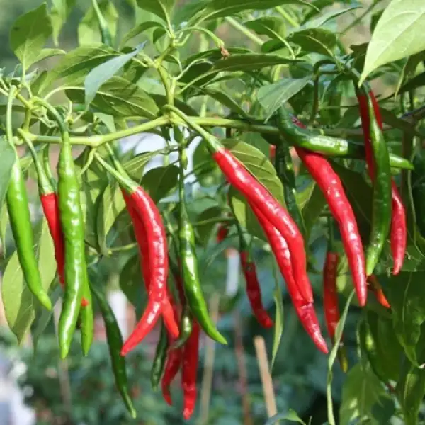 Chili: Cayenne Rot