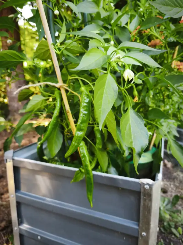 Chili: Cayenne x Peter Pepper F1