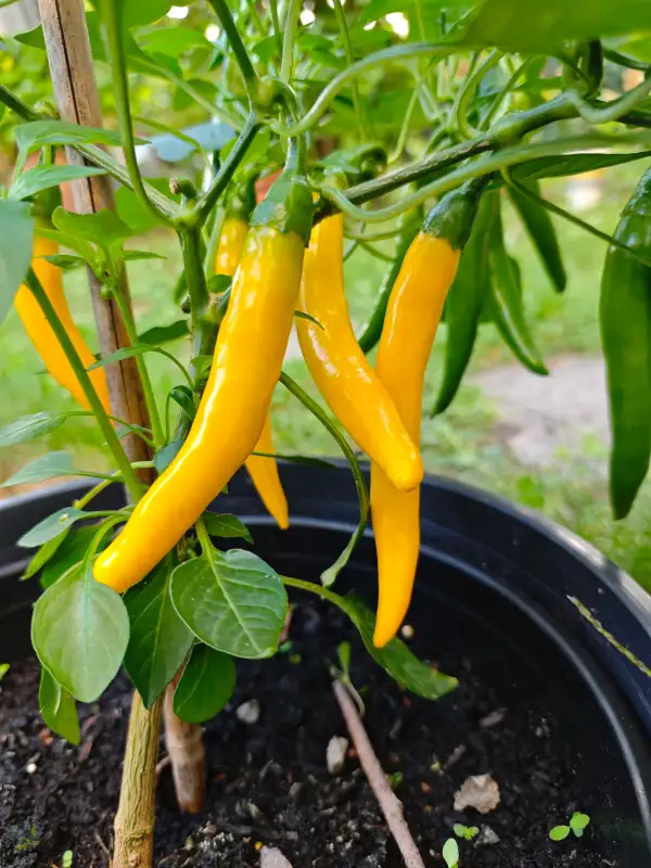 Chili / Paprika: Cayenne Yellow