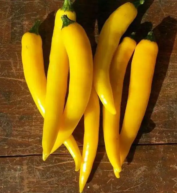 Chili / Paprika: Cayenne Yellow